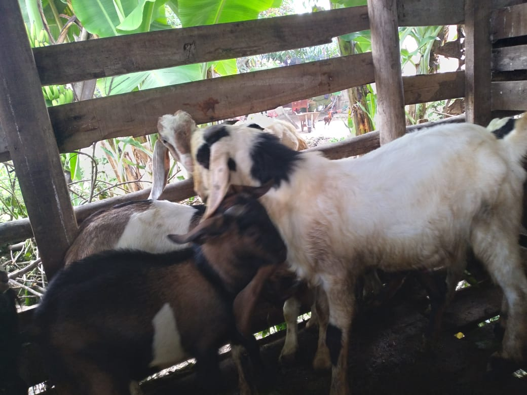 Kambing Aqiqah 1